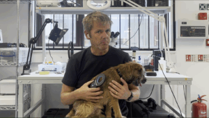 Pet Microchip Scams and Data Leaks in the UK